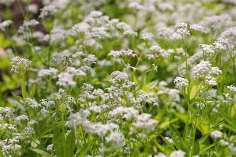 The 10 Best Evergreen Ground Cover Plants That Grow Quickly