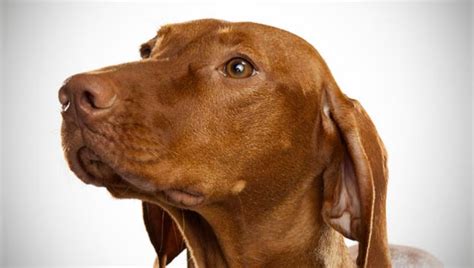 Vizsla Dog Breed Selector Animal Planet