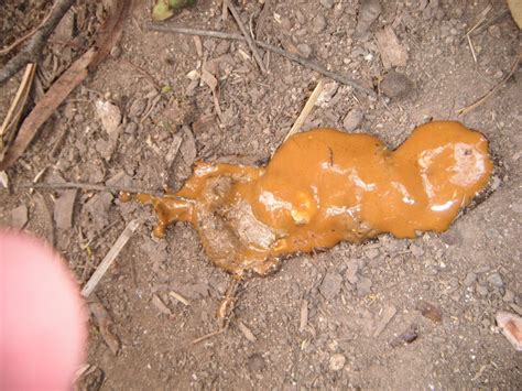 This Could Be Bad Pics Of Poop Backyard Chickens Learn How To