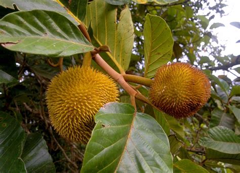 Anjili Chakka Artocarpus Hirsutus The Wild Jack Fruit Of Kerala A