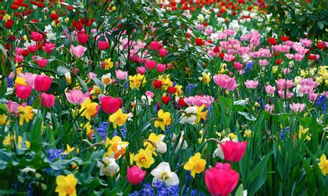 Free Download 74 Spring Flower Wallpapers On Wallpaperplay 2560x1536