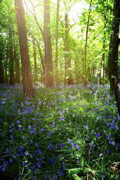 Bluebells Growing On A Forest Floor Northumberland England Stock