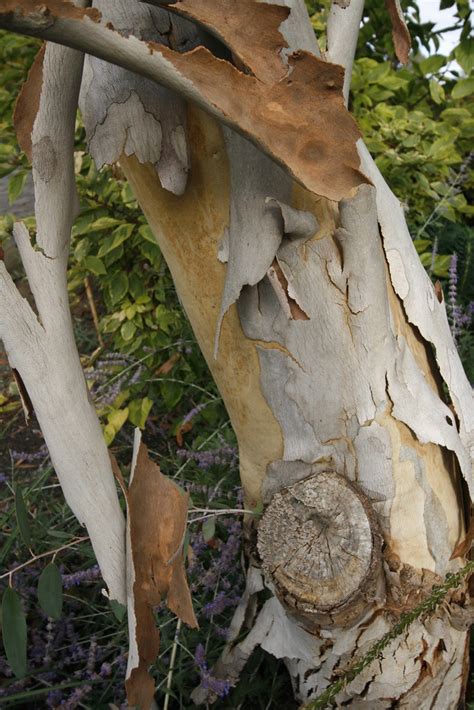 Peeling Bark On Eucalyptus Tree At Joy Creek Nursery Flickr