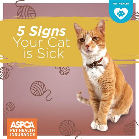 5 Signs Your Cat Is Sick Cats Sick Cat Cat Care