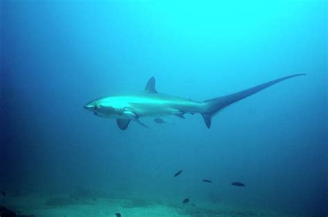 Pelagic Thresher Shark Photograph By Georgette Douwmascience Photo