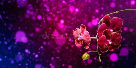 Purple Orchid Blooming On A Lilac Background With Bokeh Stock Image