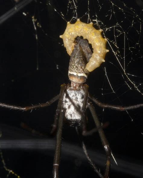 the tiny horror story of how wasps create zombie spiders to do their bidding