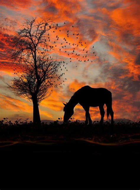 Grazing At Sunset Horse Photography Beautiful Horses Horse Pictures