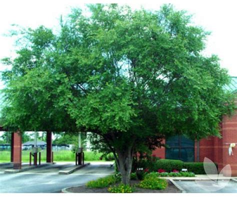 Ulmus Parvifolia Murrays Form Chinese Elm Trees Speciality Trees