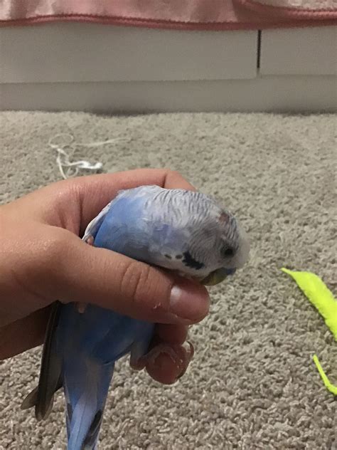 Help My Budgie Has Bald Spots On His Head And This Is The Very First