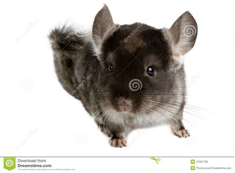 silver chinchilla stock photo image  mouse animals