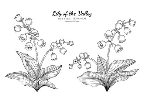 Lily Of The Valley Flower And Leaf Hand Drawn Botanical Illustration