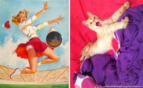 19 Cats Doing Sexy Poses