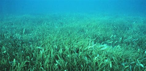 Worlds Largest Seagrass Restoration Project Is A Virginia Success