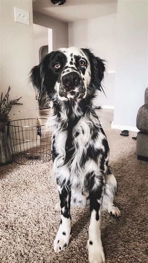 This Is My Long Coat Dalmatian Boy Pepper Hes More Photogenic Than I