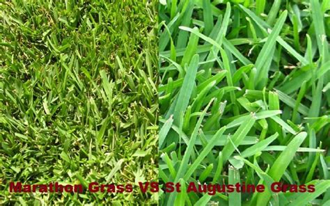Marathon Grass Vs St Augustine Grass Which Is Best For Lawn