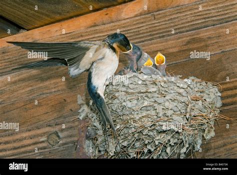 Mother Barn Swallow Hirundo Rustica Feeding Nestlings E Usa By George E Stewartdembinsky Photo