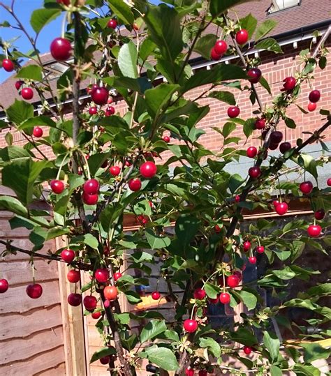 Fruit Trees Home Gardening Apple Cherry Pear Plum Edible Fruit