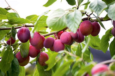 How To Plant Plum Trees Homes And Gardens