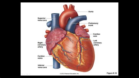 Human Biology Undergraduate Intro Level To Non Majors Cardiovascular