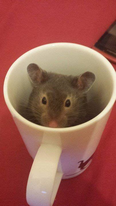 Hamster In A Coffee Cup Cute Hamsters Cute Small