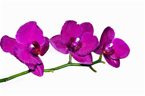 Three Purple Phalaenopsis Orchid Flowers On A White Background Purple Phalaenopsis Flowers On
