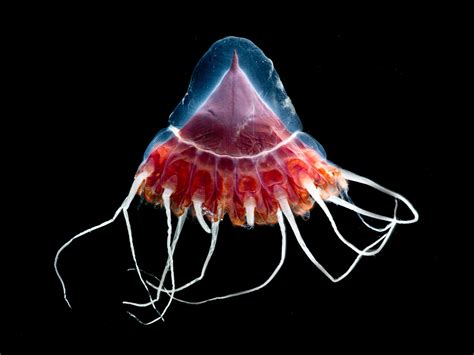 Bioluminescent Deep Sea Creatures