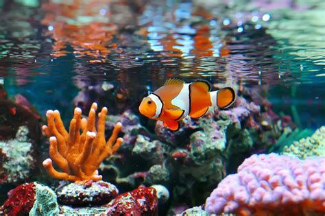 Aquarium Environments Why Rodi Water Is Best For Your Fish Tank Rodi