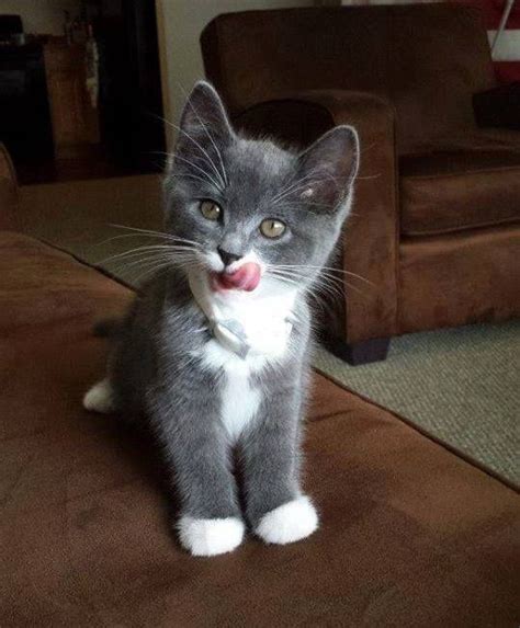 Pin By Ada Hurani On Cute Or Funny Grey Kitten Kittens Cutest Cute