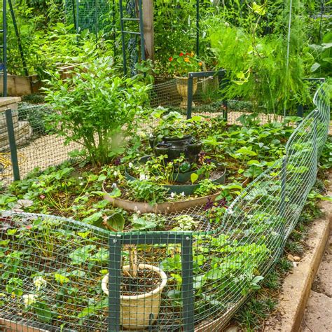 How To Keep Squirrels And Raccoons Out Of Garden Garden Likes