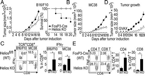 Mice with Helios deficiency in CD4 Tregs show enhanced antitumor... | Download Scientific Diagram