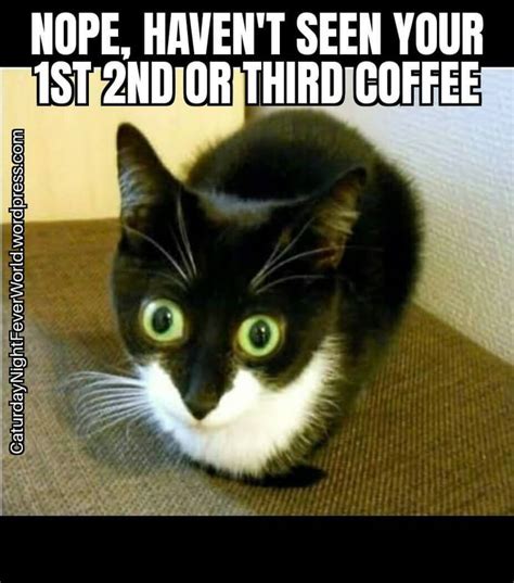 Funny Coffee Cat 9gag