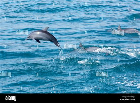 Baby Dolphin Jumping