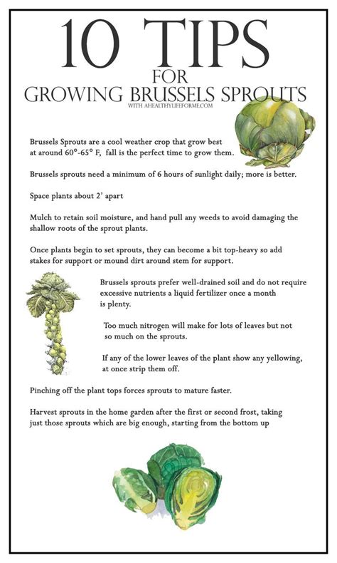 It might take longer than you think to get sick when you get food poisoning. 10 Tips for Growing Brussels Sprouts - A Healthy Life For Me
