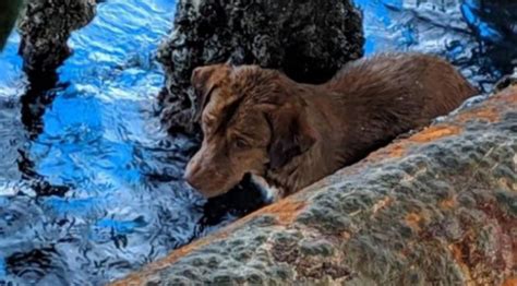 Dog Is Rescued After Shes Found Swimming 135 Miles Out At Sea