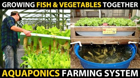 Growing Fish And Vegetables Together Aquaponics Systems Aquaponic