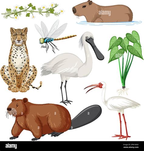 Various Wetland Animals Collection Illustration Stock Vector Image