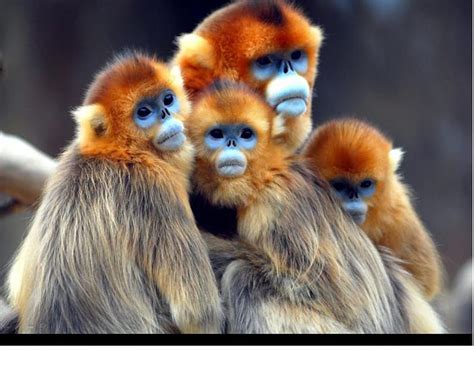 Cute Monkeys Cute Faces Orange Monkeys Fur Hd Wallpaper Peakpx