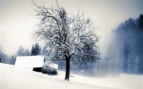 Wallpaper Sunlight Landscape Nature Snow Branch Morning Mist