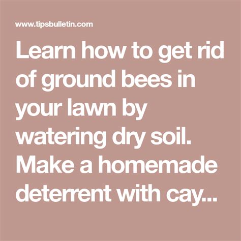 12 Simple Ways To Get Rid Of Ground Bees Ground Bees Getting Rid Of
