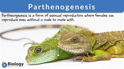 Parthenogenesis Definition And Examples Biology Online Dictionary