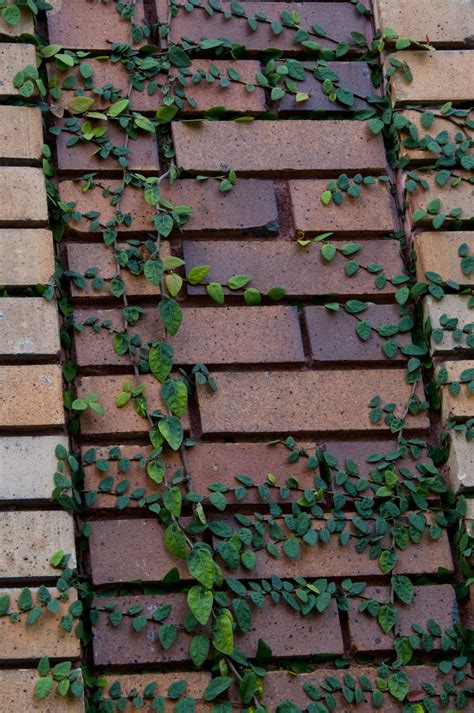 Leaf Vines Climbing Brick Wall Free Stock Photo Public Domain Pictures