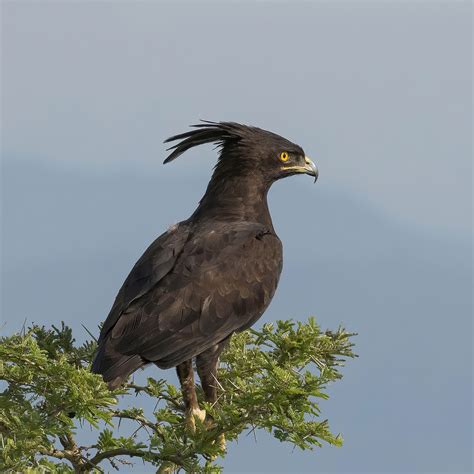 Long Crested Eagle Wikipedia