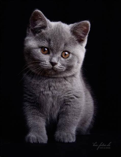 Pretty Dark Gray Kitten Kittens Cutest Grey Kitten British