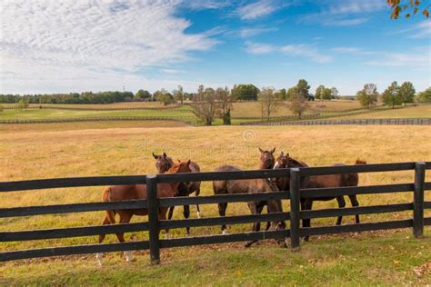 Horses At Horsefarm Autumn Country Landscape Stock Photo Image Of