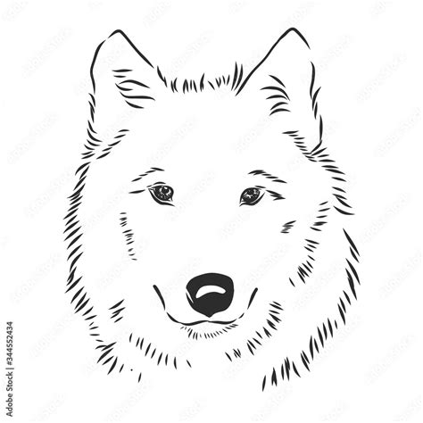 Vector Image Of Wolfs Head Isolated On White Wolf Portrait Wolf Head