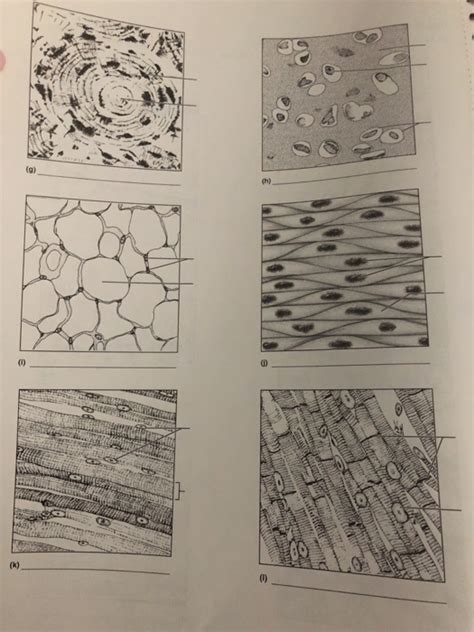 The second stage of cell division, between prophase and anaphase, during. Solved: EXERCISE 6 REVIEW SHEET Classification Of Tissues ...