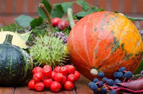 Colorful Still Life With Fall Plants Stock Image Image Of Harvest