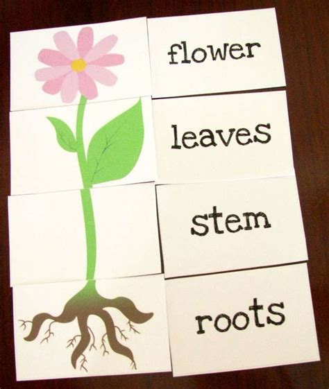 Plants Grow Preschool Worksheet And Great Printable Resources Plants