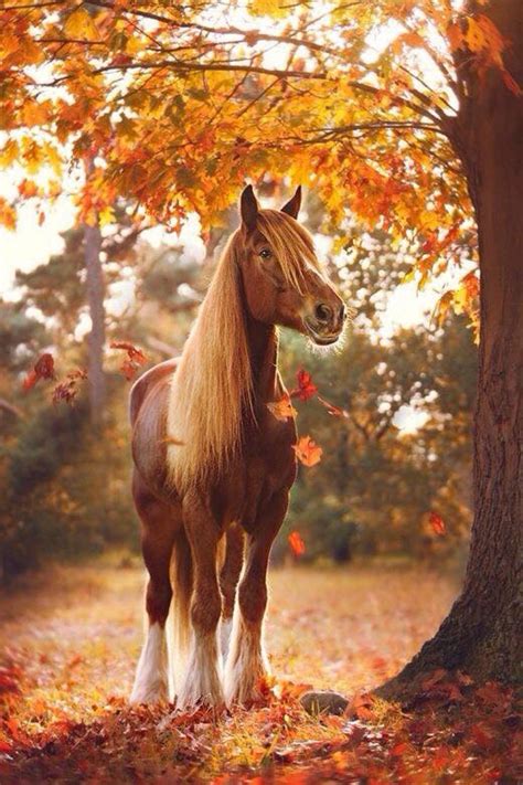 A Horse In Autumn Leaves Falling Tre Hest Beauty Beautiful